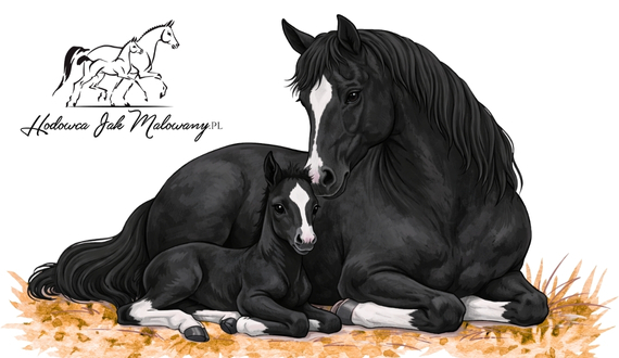 Początki hodowli koni okiem hodowcy